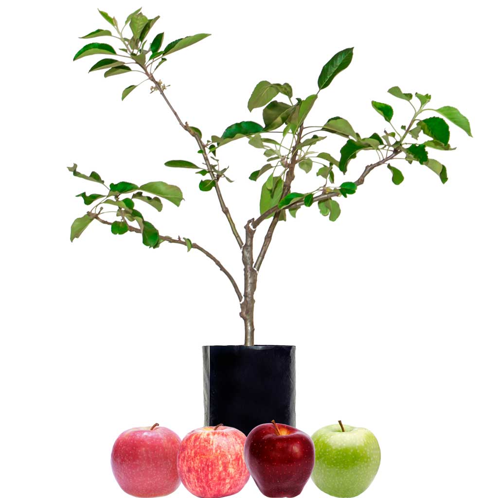 Green Apple + Red Apple + Red Apple + Red Apple
